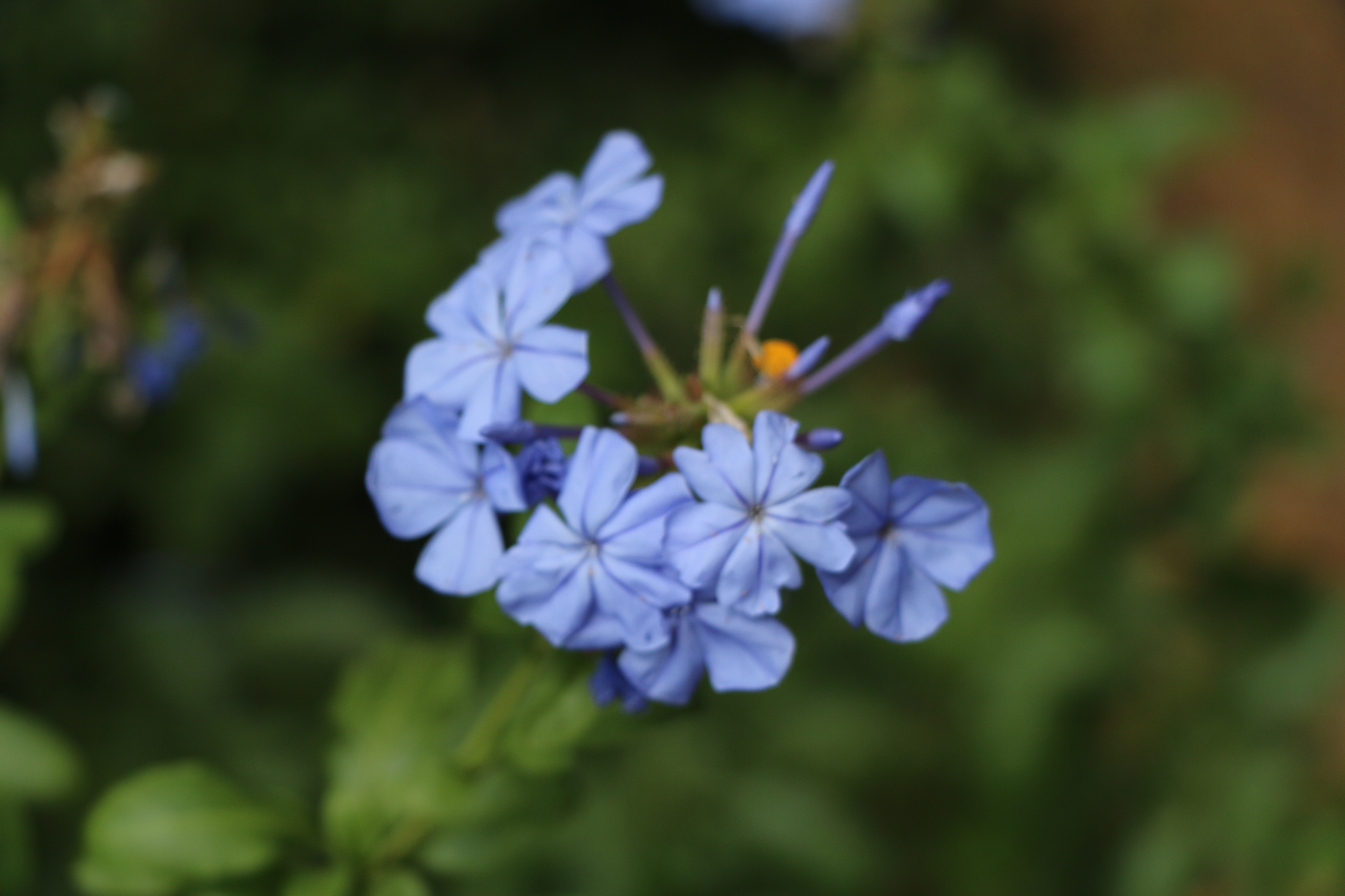 Plumbago